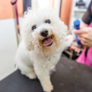 Compassionate dog grooming