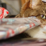 Disabled Cat Helps Wrap Christmas Presents