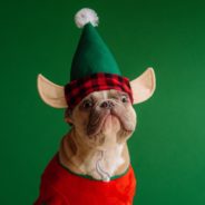 Discover Your Cat & Dog’s Holiday Elf Name Here