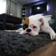 Do dogs grieve?