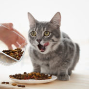 Does your cat have a food allergy — or a food intolerance?