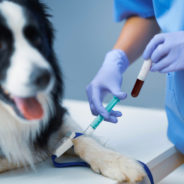 Does your dog have osteoarthritis?