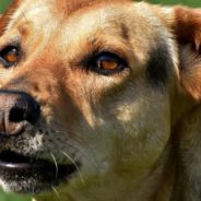 Dog Gets Caught in the Act of Stealing Treats and Stashing Them