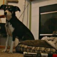 Dog Hailed A Hero After Saving Her Family From Carbon Monoxide Poisoning