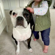 Dog Saves Baby’s Life After Persistently Alerting Parents That She Wasn’t Breathing