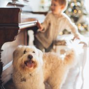 Dogs Enjoy Listening To Christmas Music And Even Have Favorite Songs, Survey Finds