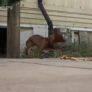 Dog’s Owner Never Returned From The Hospital And Lives On The Streets