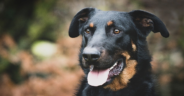 Dogs Rescued From Different Situations Become BFFS In The Shelter