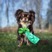 Earth-friendly pet waste disposal