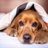 Emotional stress in dogs 