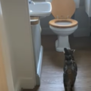 Family Catches Cat Using Toilet Instead Of The Litterbox