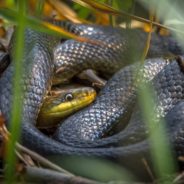 Family In South Africa Finds Most Venomous Snake In Their Christmas Tree