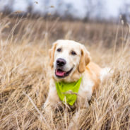 Feeding pets real food with active life force ingredients