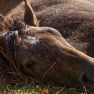 Firefighters Rush To Save Senior Horse Stuck In Freezing Creek For Hours