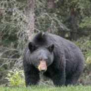 Florida Man Faces Multiple Charges After Killing Mama Bear And Cub In “Heinous Act”