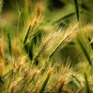 Foxtail barley — a danger to your dog