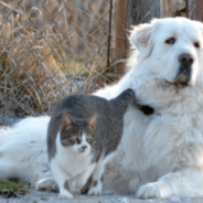 Great Pyrenees Lays On Top Of Cat That Stole Her Bed