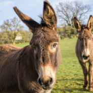 High-Level Executive Leaves Corporate Media World To Rescue Donkeys