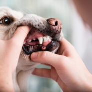 Homeopathic help for your dog or cat’s dental problems