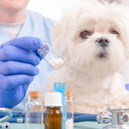 Homeopathy for your animal’s dental issues