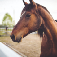 Horse Sits On Beanbag And Plays Cards With Owner