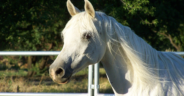 Horse Takes Herself On Walks Through Town Every Day After Owner Passes