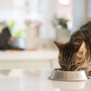 How a raw diet can prevent FLUTD in your cat