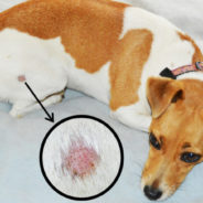 How to get rid of ringworm in dogs