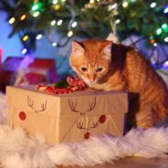 How to Keep Your Christmas Tree Safe From Your Cat… And Your Cat Safe From Your Tree