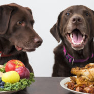 How to safely feed your dog a plant-based diet