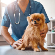 How to train your dog to enjoy vet visits