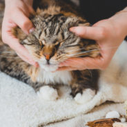 How Tui Na can help ease your cat’s arthritis