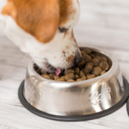 Is “meat meal” good for your dog?