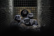 Italy Bans Fur Farming And Shuts Down Remaining Mink Farms