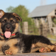 Joe Biden Adopts A New Puppy At The White House