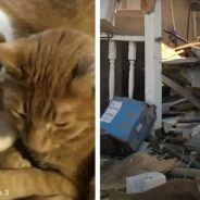 Kentucky Woman Searching For Missing Cat After Tornadoes Rip Through Town