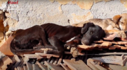 Labrador Left To Starve In Filthy Garage Yard Makes The Most Inspiring Transformation