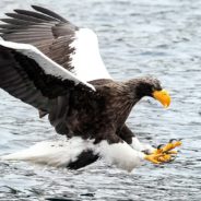 Large Asian Eagle Spends Holidays 5,000 Miles From Home