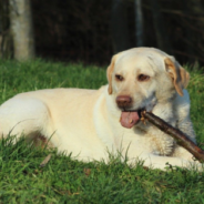 Mabel The Dog Helps Owner Clear The Garden