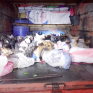 Moments Before Being Brutally Killed For Their Meat, 50 Dogs Tied Up In Sacks Are Saved