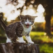 Most Popular Cat Names Of 2021