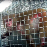 Mother & Daughter Monkeys Enjoy Second Chance Together After Life At Laboratory