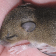 Mouse Lives His Best Life After Being Found As A Baby In A Garden