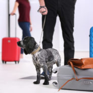 Moving pets overseas with the help of an app