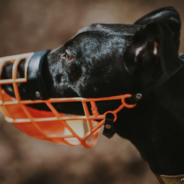 “Muzzles are cruel” and other muzzle myths