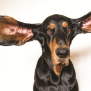 New World Record for Longest Ears