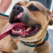 Ohio Man Celebrates His 50th Birthday By Walking 50 Shelter Dogs In One Day