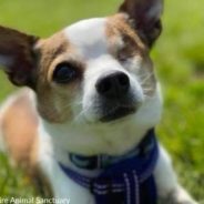 One-Eyed Chihuahua Wants A Home Of His Own For The Holidays After Spending The Past Year In A Shelter