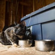 Overcoming Legal Barriers Around Community Cats: Live Q&A