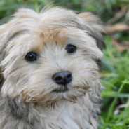 Owner Spends Hours Setting Up Play Pen And Puppy Escapes In Seconds